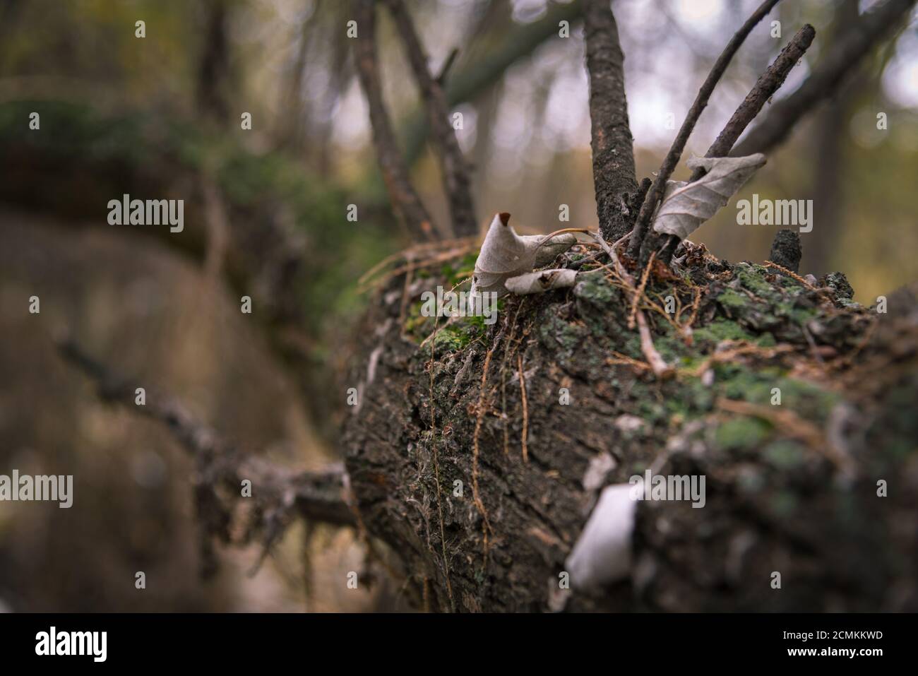 Moss on the trunk of a fallen tree in autumn Stock Photo