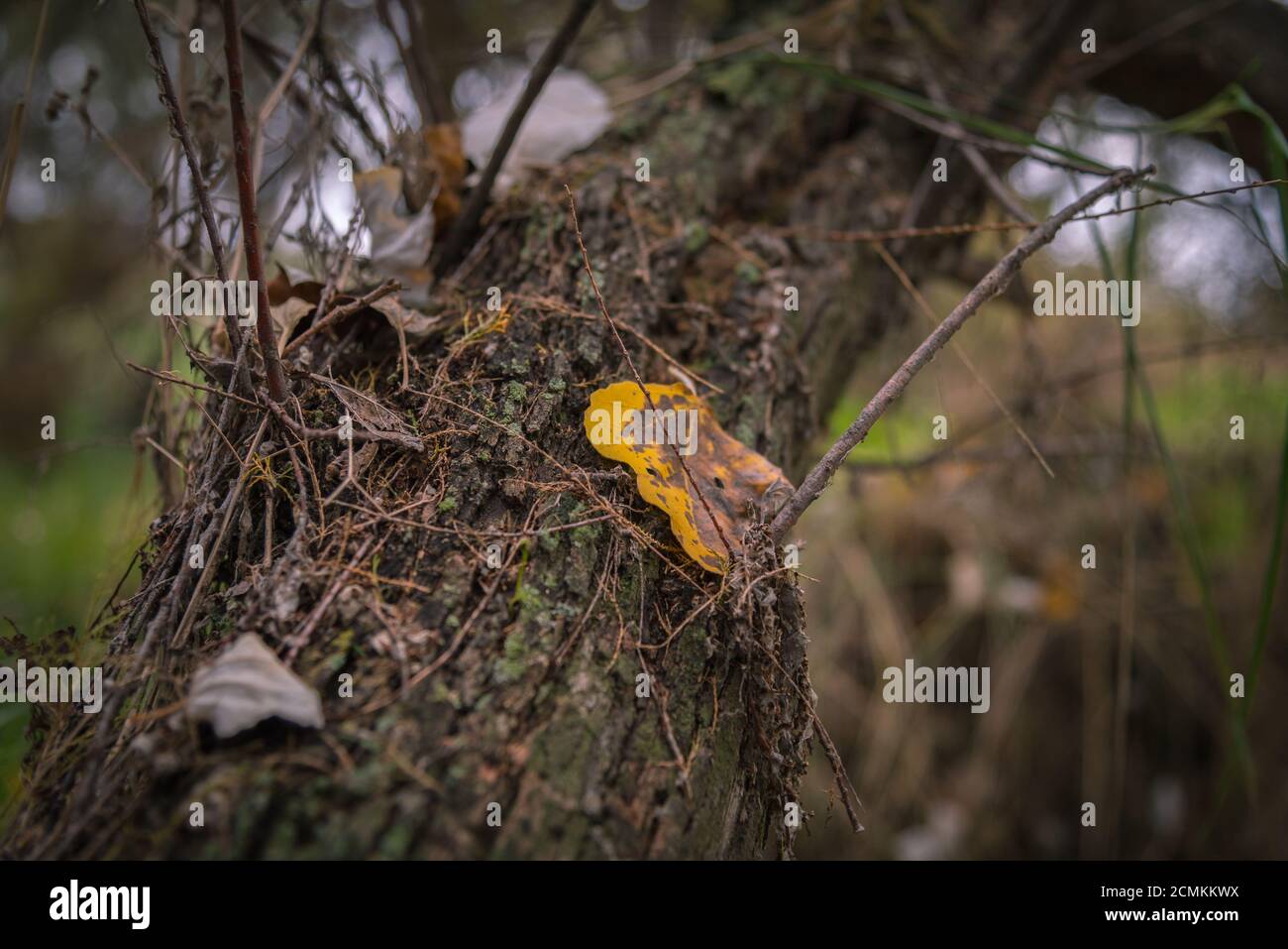 Moss and dry leaves on the trunk of a fallen tree in autumn Stock Photo ...
