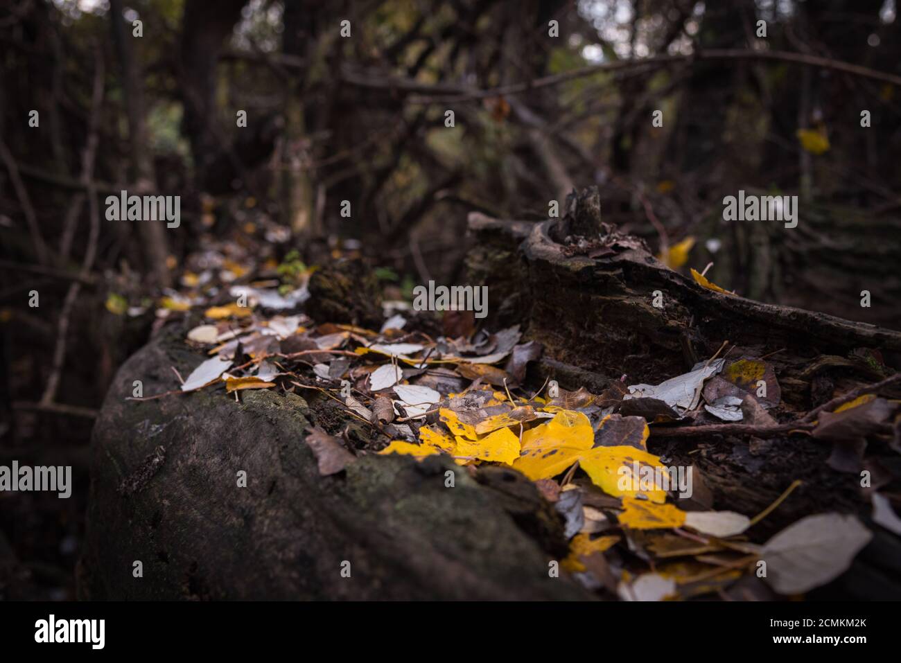 Autumnal leaves resting on the trunk of a dead tree Stock Photo