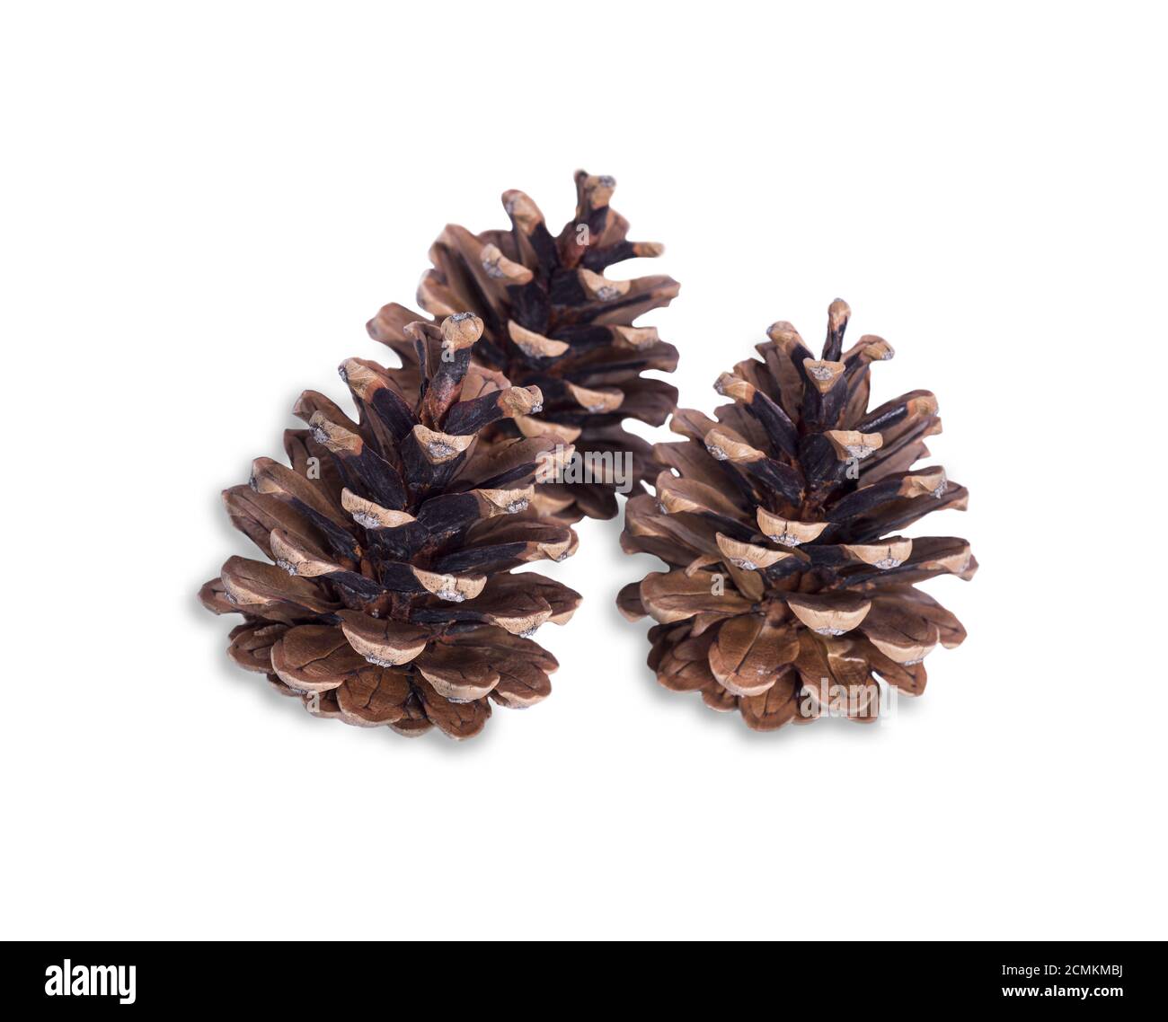 three brown dry pine cones Stock Photo