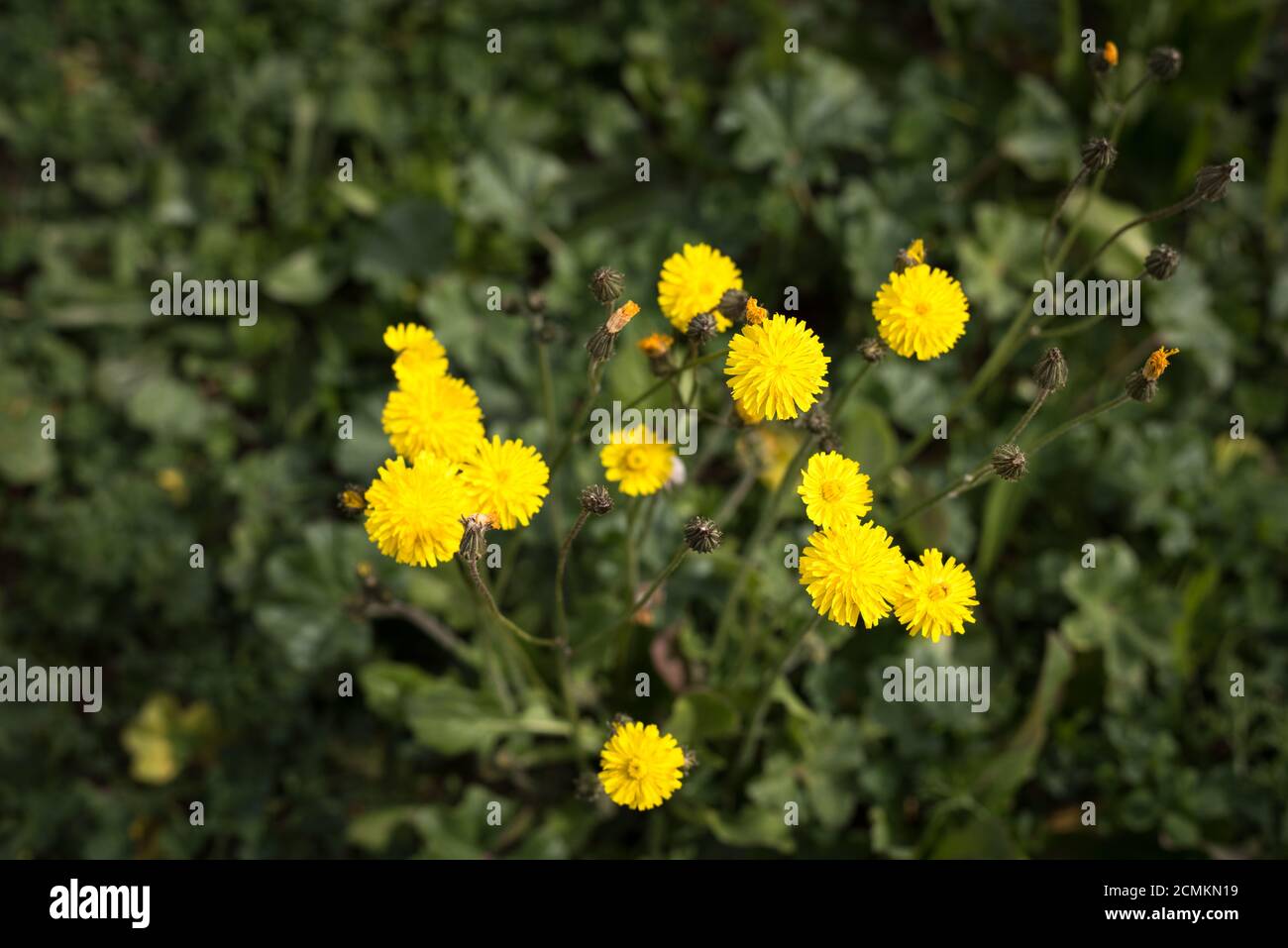 Tiny yellow flowers in a wild small bush with green leaves Stock Photo