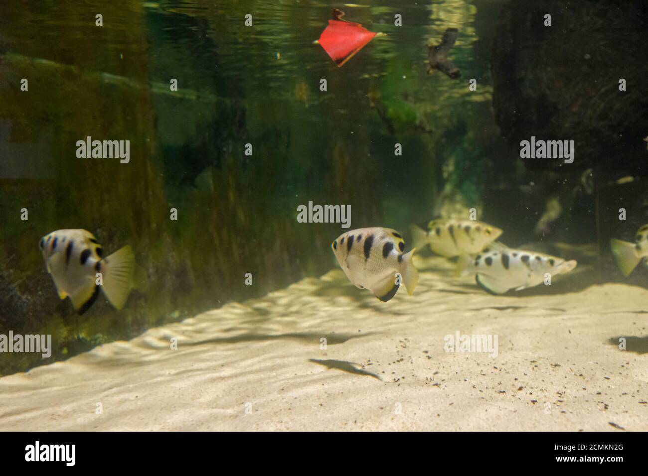 sting ray fresh water breed in community aquarium Ocellate river stingrays Stock Photo