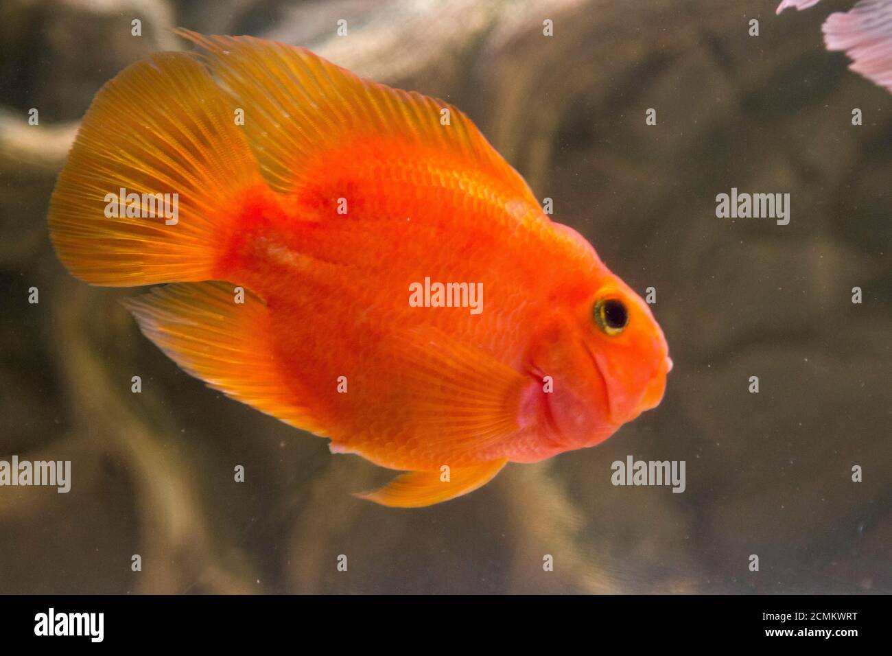 red parrot fish freshwater parrot. High quality photo Stock Photo - Alamy
