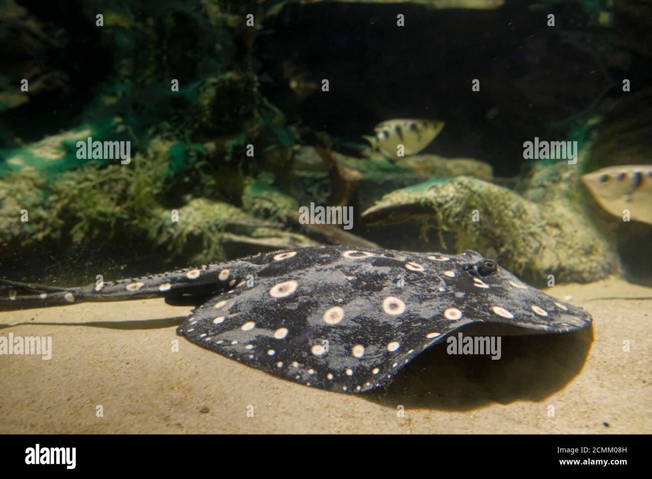 sting ray fresh water breed in community aquarium Ocellate river stingrays Stock Photo