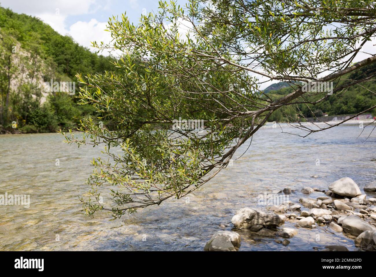 panorama of the river enza in reggio emilia with vegetation and stream Stock Photo
