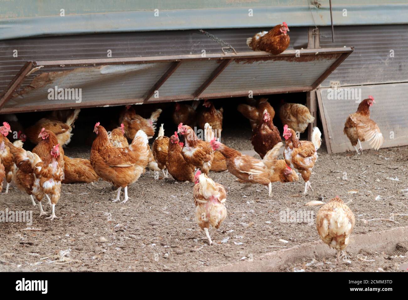 Free range chicken farm house field hires stock photography and images