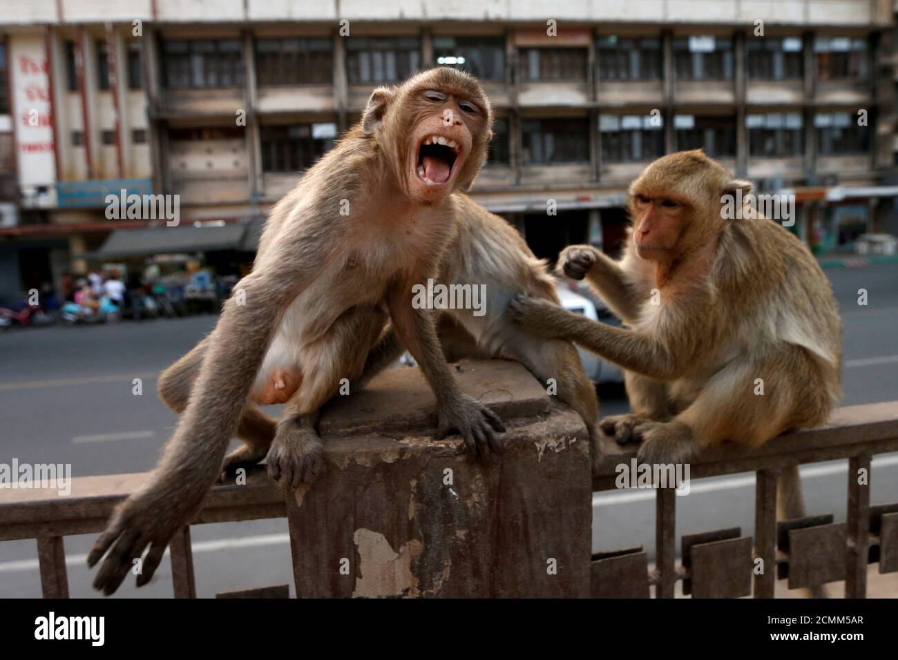Monkeys are seen over a fence near Prang Sam Yod temple, following significant impact on tourism after the outbreak of coronavirus disease 2019 (COVID-19) spread, in Lopburi, Thailand March 17, 2020. Picture taken March 17, 2020. REUTERS/Soe Zeya Tun Stock Photo
