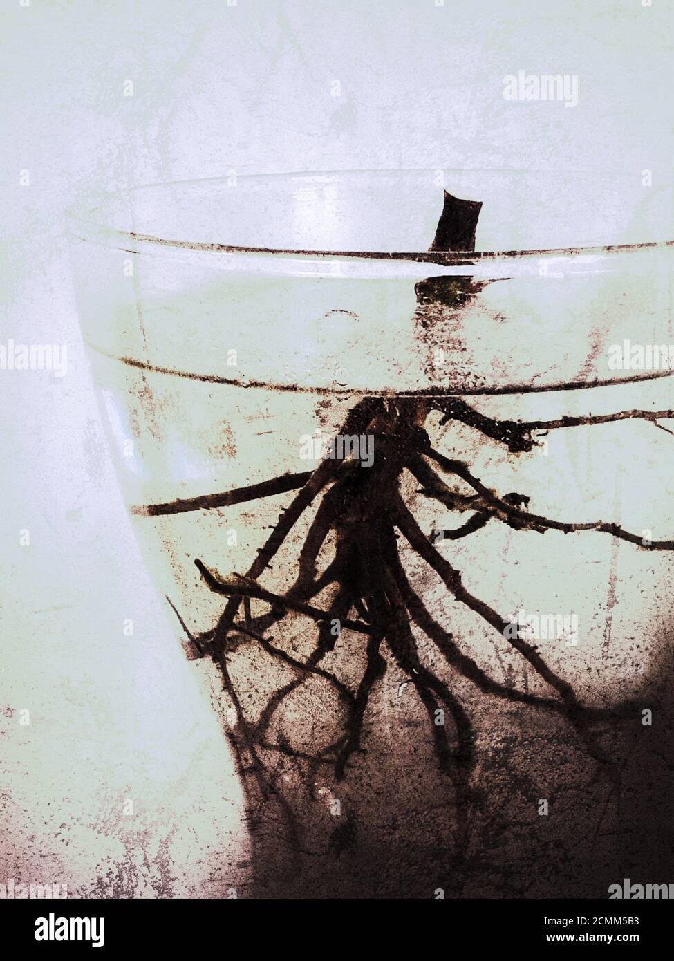 Roots in a glass of water Stock Photo Alamy