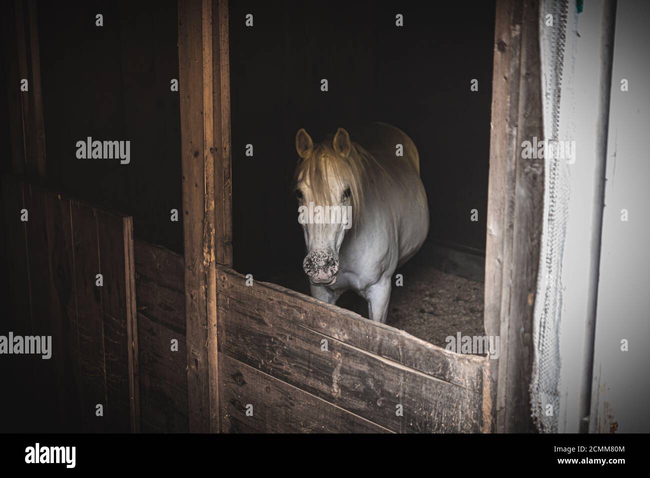 Adult white horse looking towards camera in her stable Stock Photo