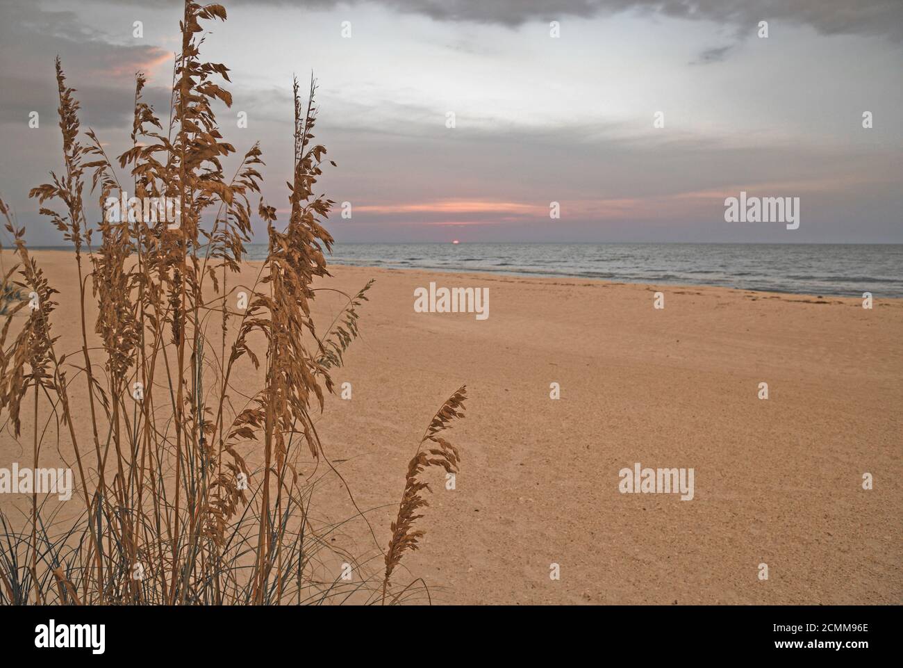 Sea Oats on Beach of the Gulf Coast of Florida at Dusk Stock Photo
