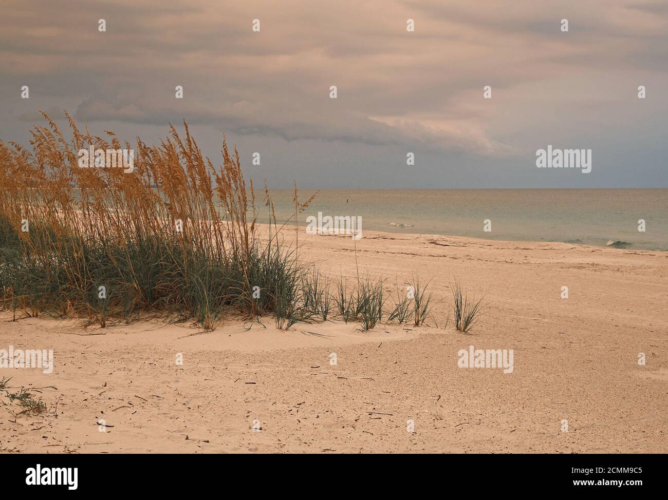 Sea Oats on Beach of the Gulf Coast of Florida at Dusk Stock Photo