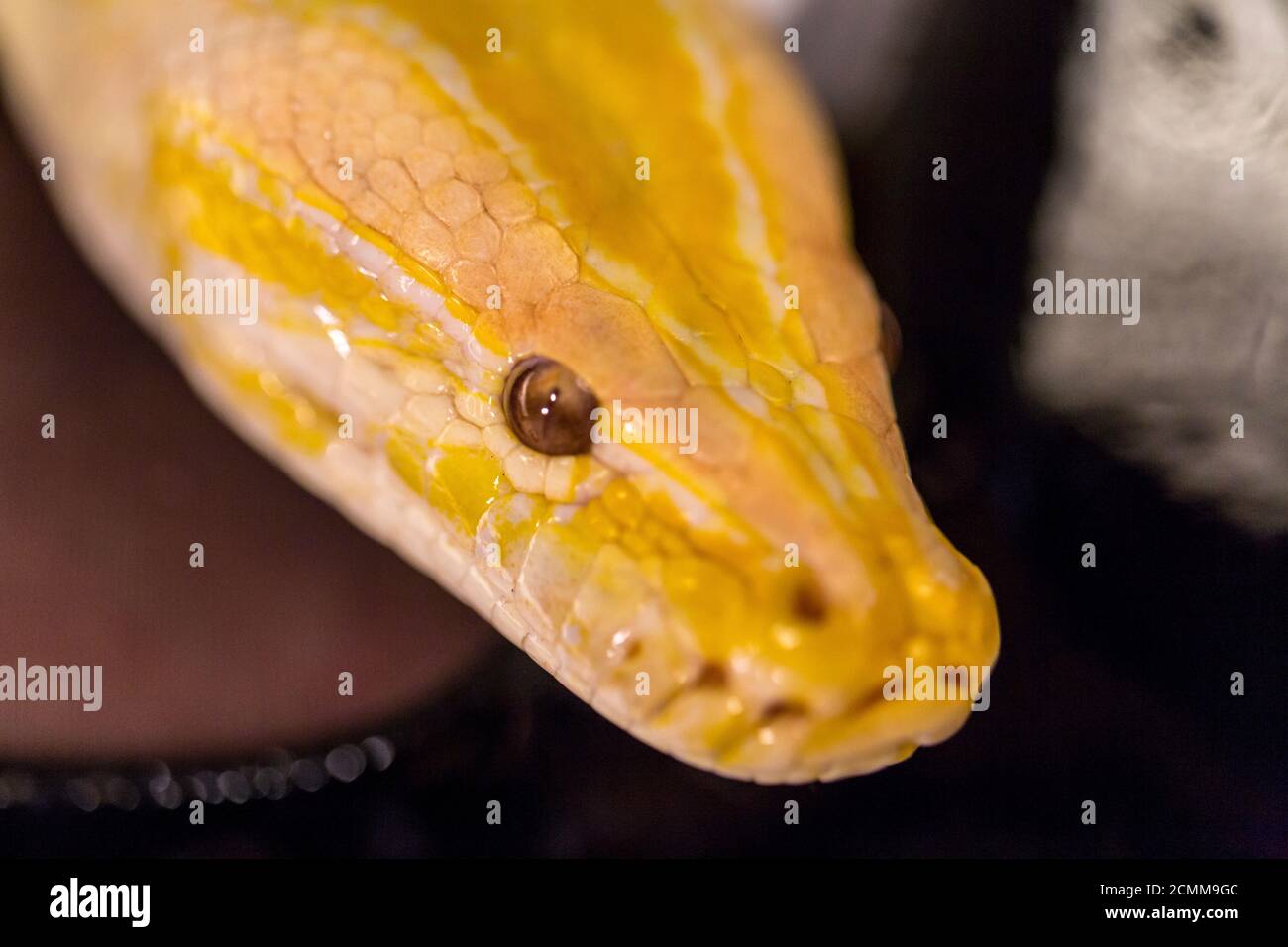 beautiful specimen of white and yellow albino moluro python Stock Photo ...