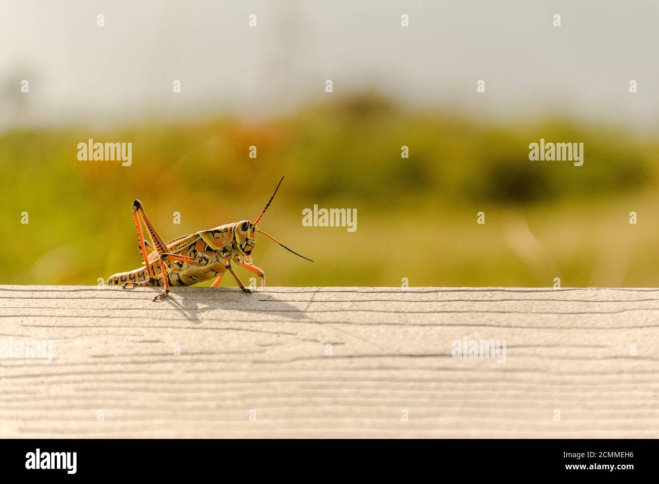 Lubber grasshopper sitting on a rail in Everglades National Park Stock Photo