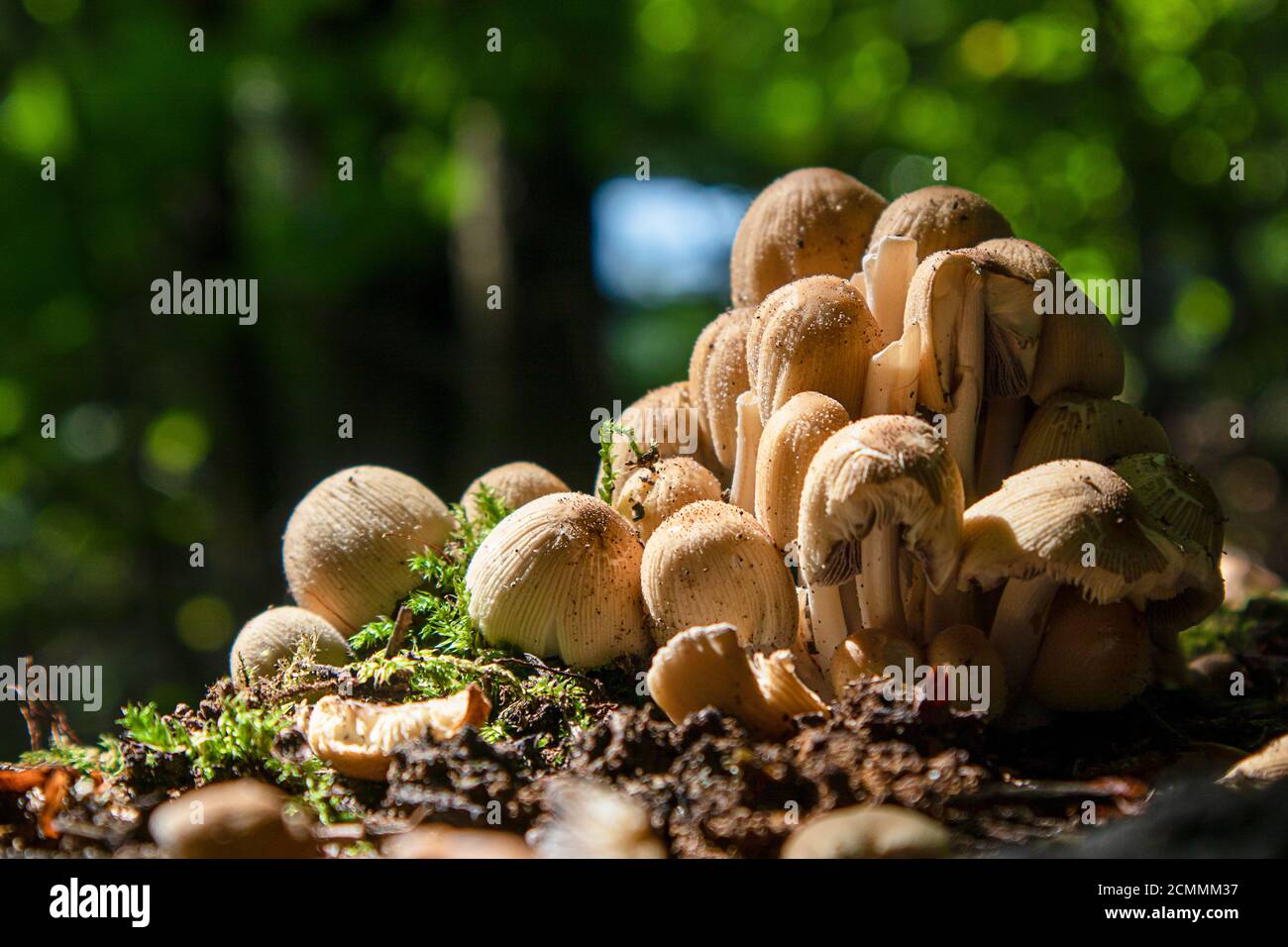 Coprinellus micaceus. Group of mushrooms or toadstools on woods in nature. Stock Photo