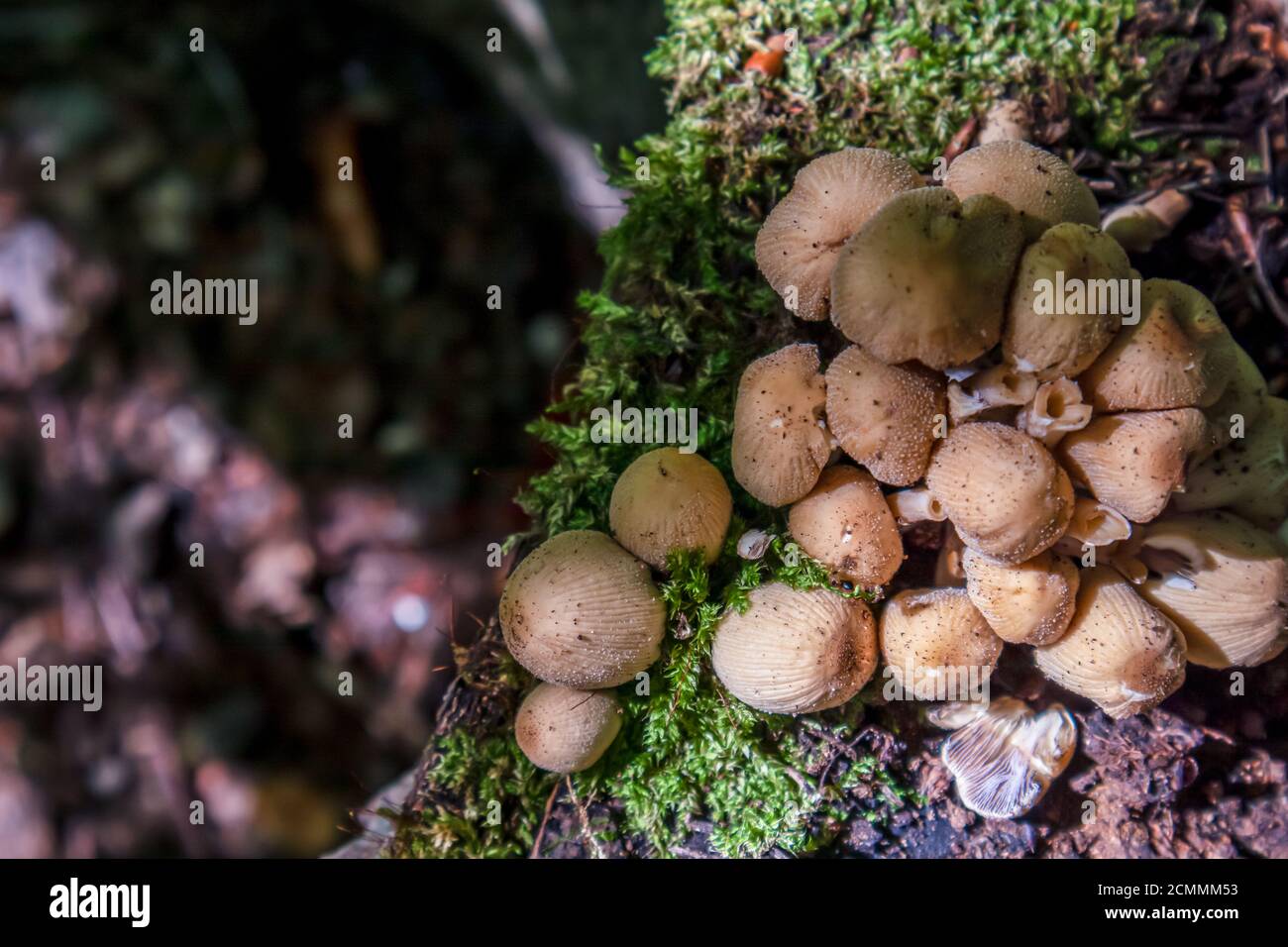 Coprinellus micaceus. Group of mushrooms or toadstools on woods in nature. Stock Photo
