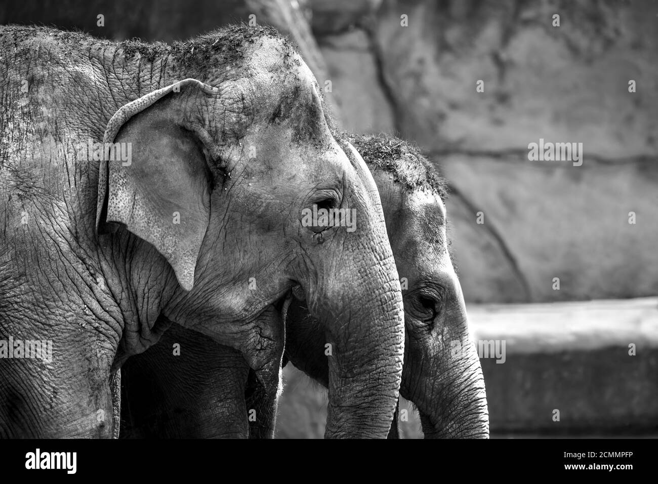 Grayscale shot of a group of elephants at the zoo Stock Photo