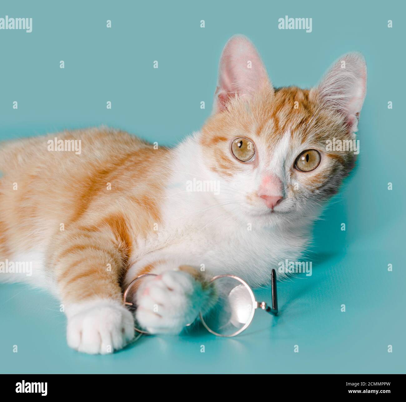 Cross Eyed Red Cat With Glasses On A Light Background Studio Shot Stock Photo Alamy