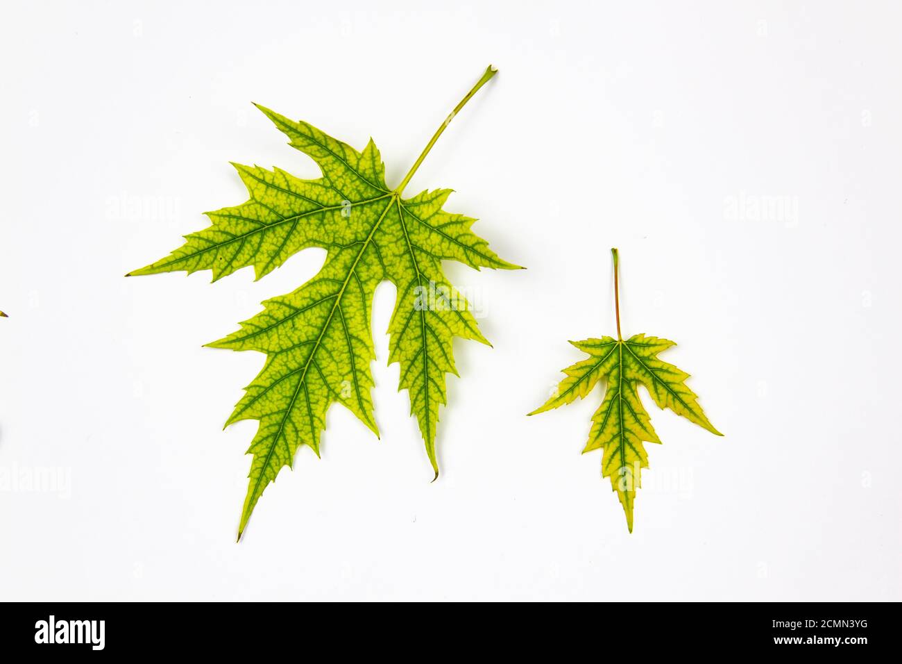 Two Leaves Of Silver Maple Tree Acer Saccharinum Isolated On White Background One Leaf Small And One Leaf Big Stock Photo Alamy