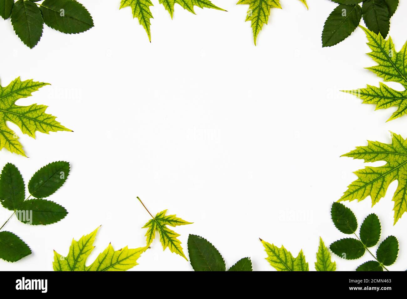 Frame from green leaves of Silver Maple tree (Acer Saccharinum) and leaves from rose isolated on white background. Background with copy space Stock Photo