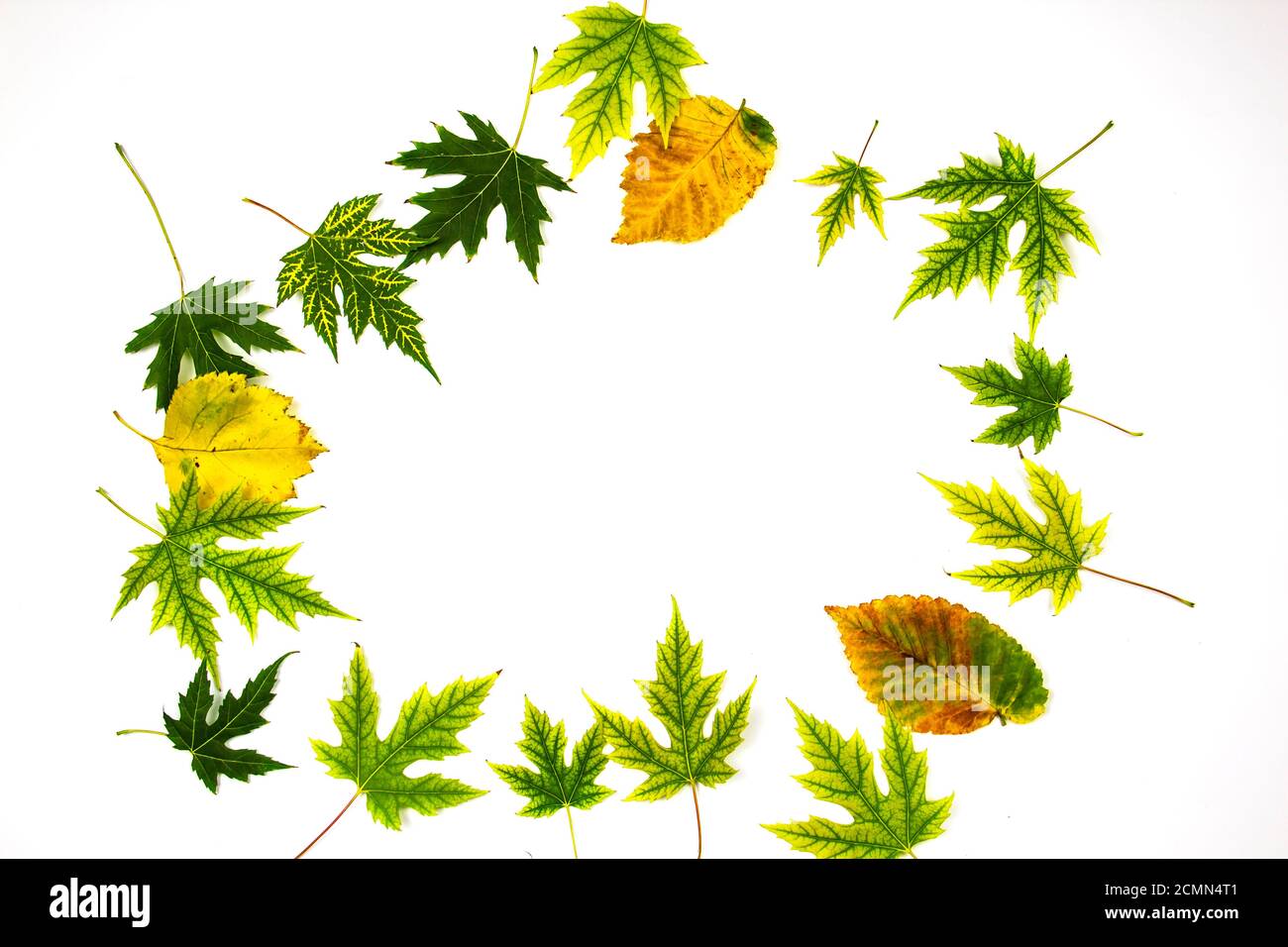 Frame from green leaves of Silver Maple tree (Acer Saccharinum) and other yellow leaves isolated on white background. Background with copy space Stock Photo