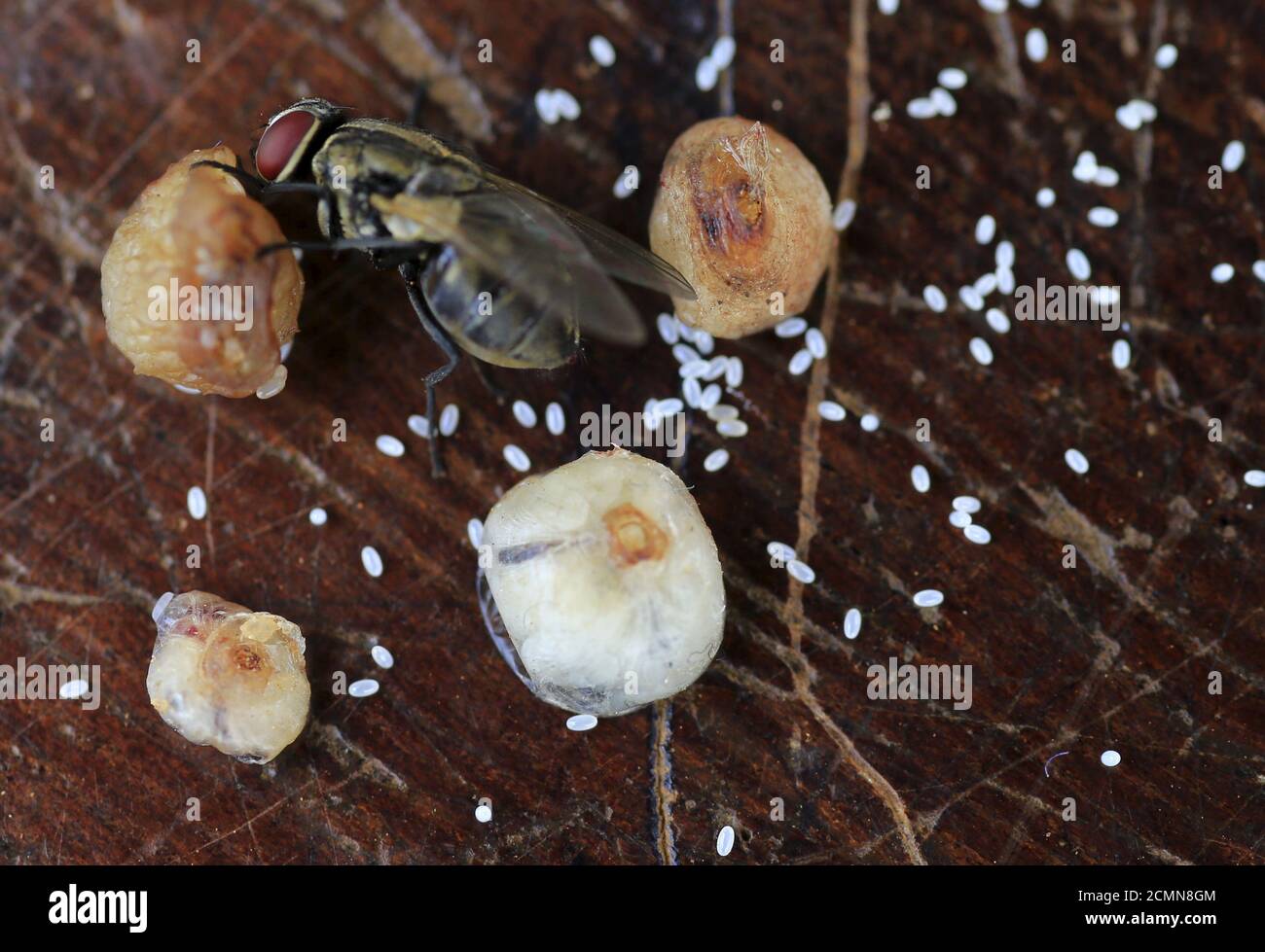 Sand flea hires stock photography and images Alamy