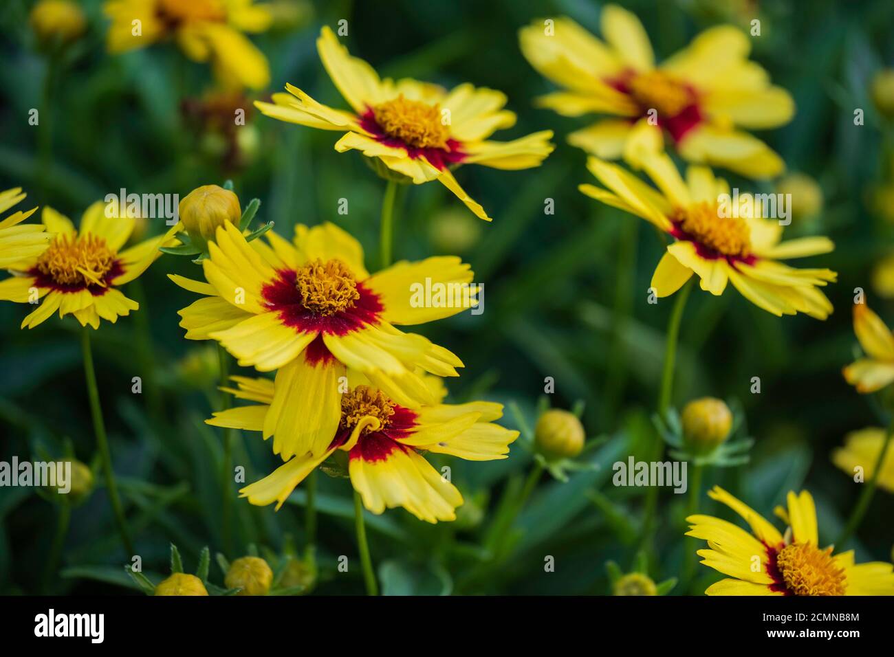 Closeup of Coreopsis grandiflora, yellow blooms with buds. Kansas, USA. Stock Photo