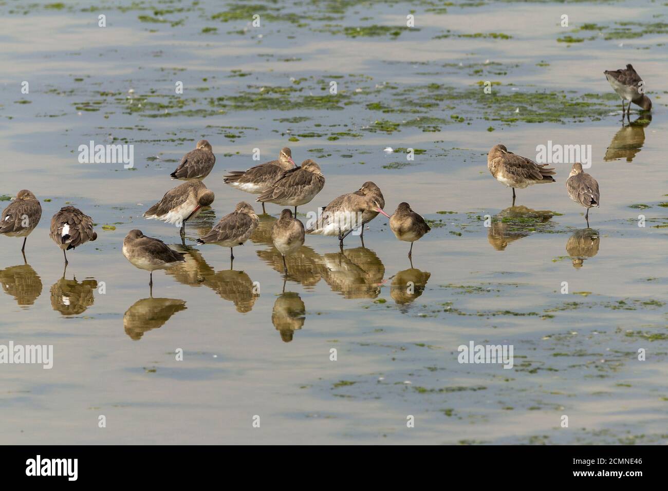 Black tailed godwit (Limosa limosa) long legged wader long slightly upturned pinkish based dark Black tailed godwit (Limosa limosa) long legged wader long slightly upturned pinkish based dark