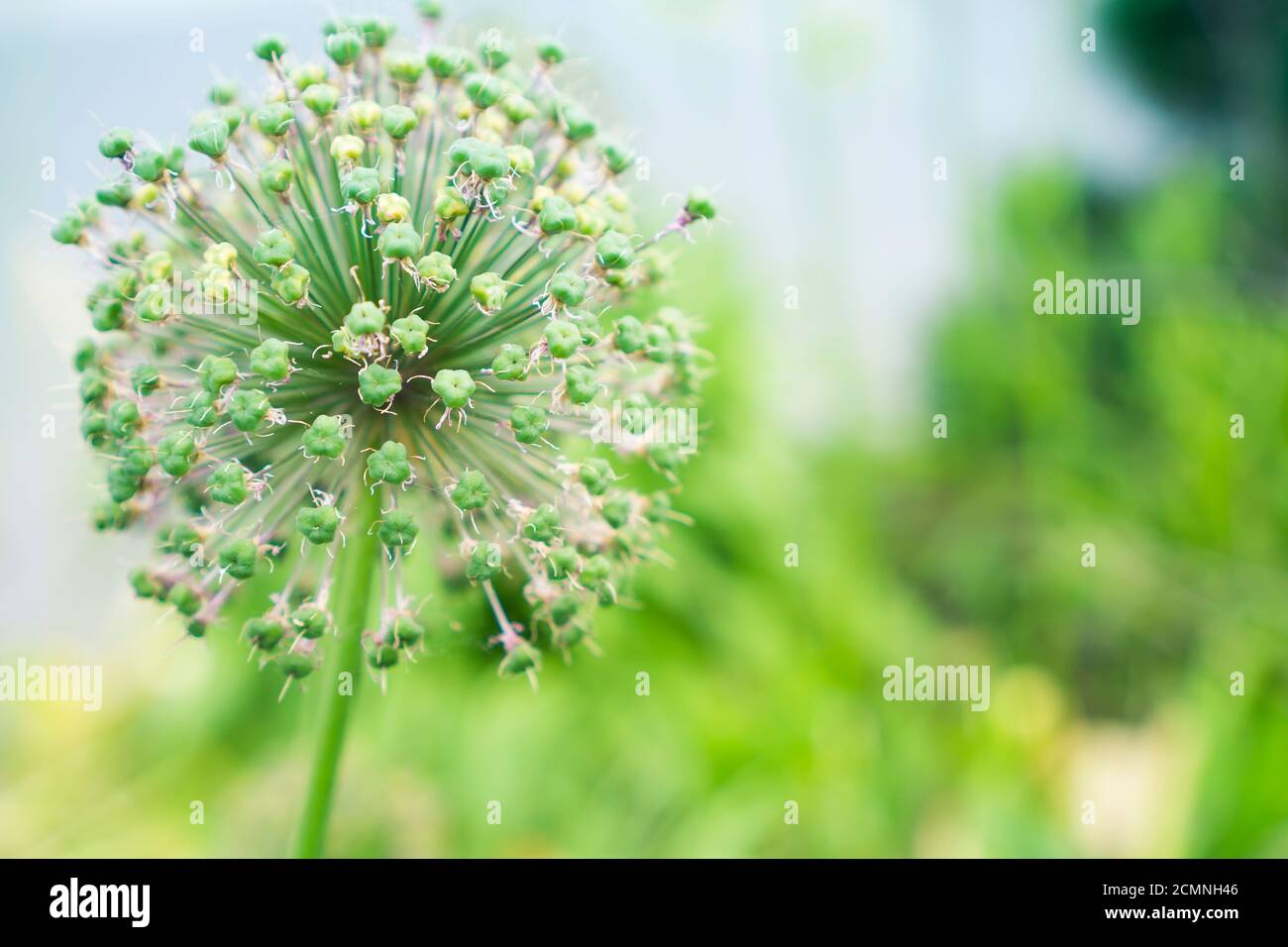 Allium cepa flower hi-res stock photography and images - Alamy