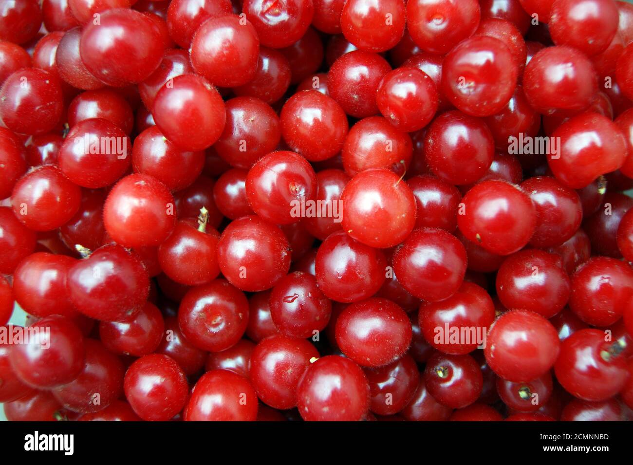 Background from berries of the cherries Stock Photo Alamy