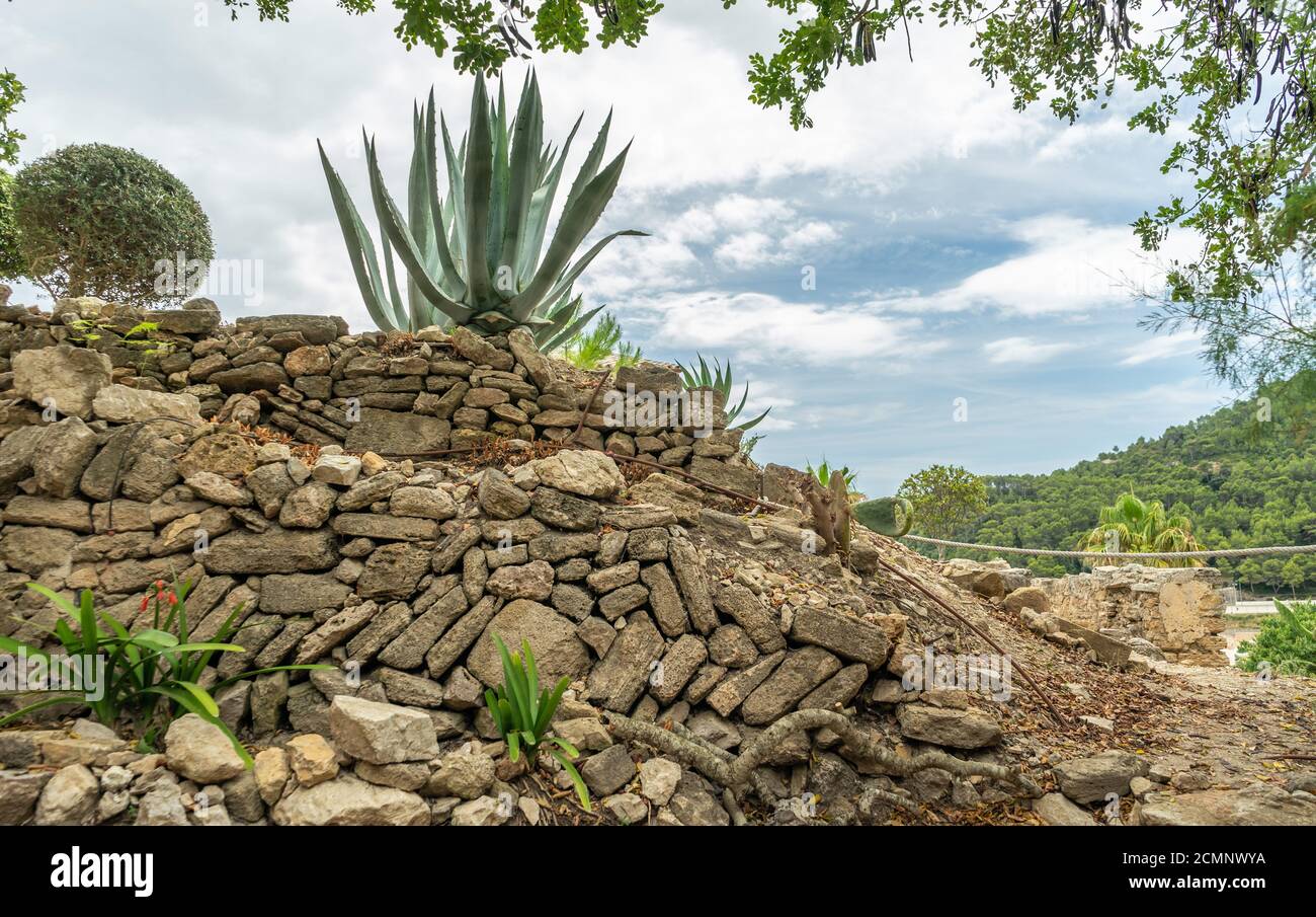 Succulent plants growing on a natural stone wall Stock Photo - Alamy