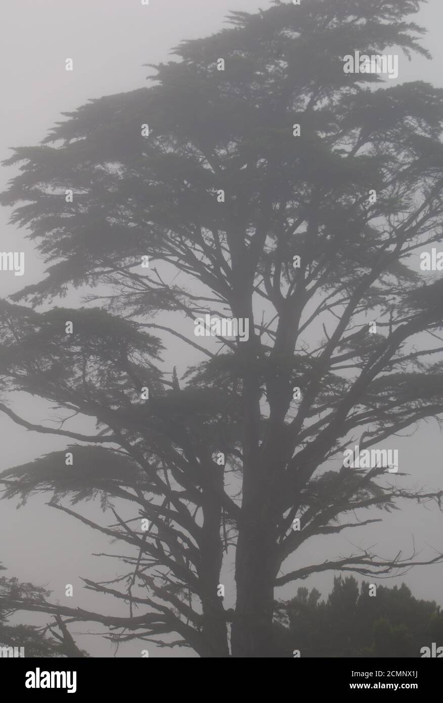 Monterey cypress Cupressus macrocarpa in the fog. Valverde. El Hierro. Canary Islands. Spain. Stock Photo