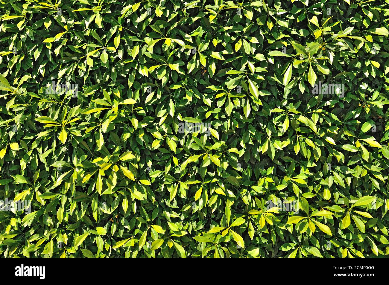 Canopy of bright yellow leaves hi-res stock photography and images - Alamy