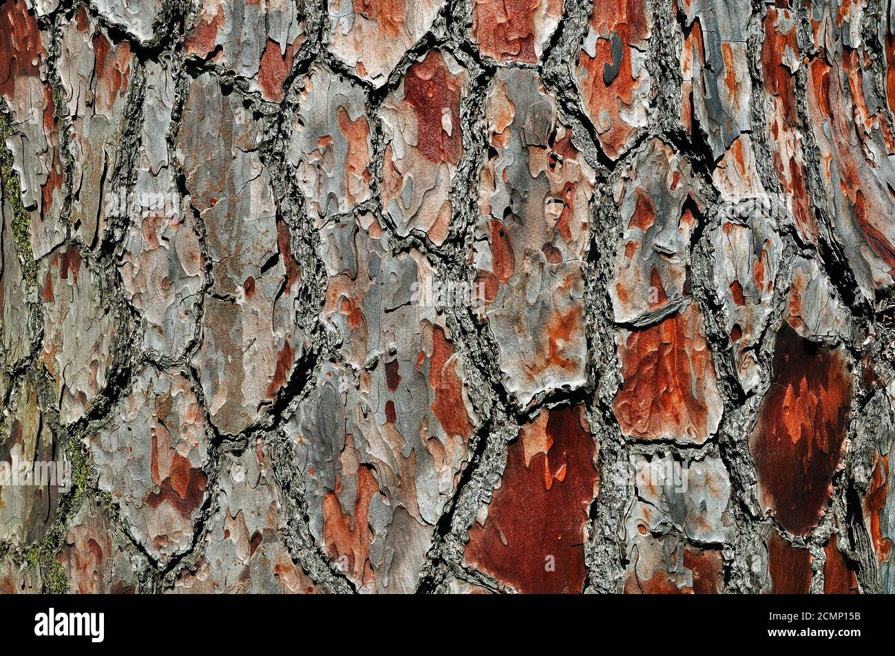 Old pine bark Stock Photo
