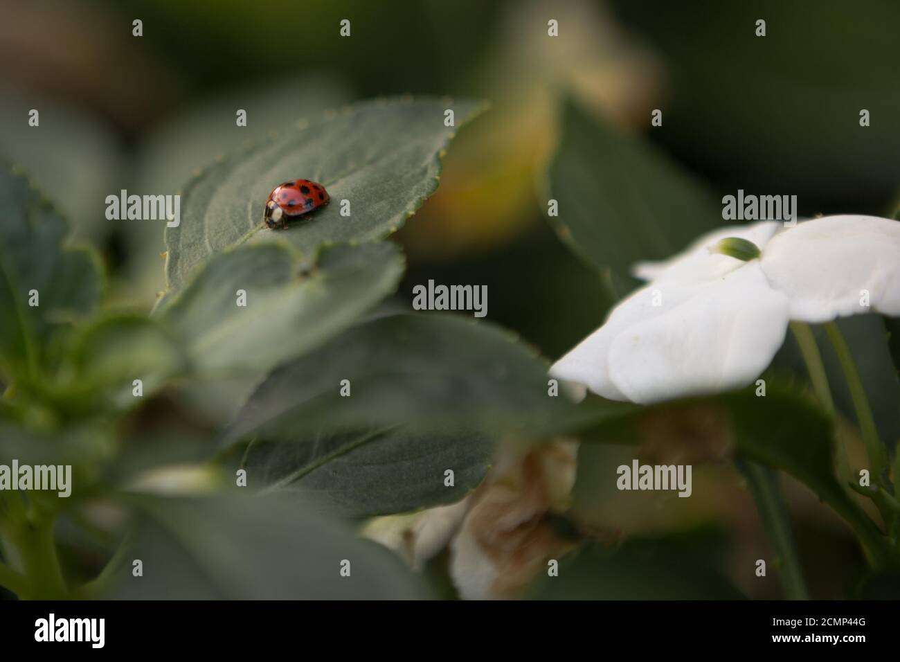 Ladybug Crawling on a Green Leaf Stock Photo