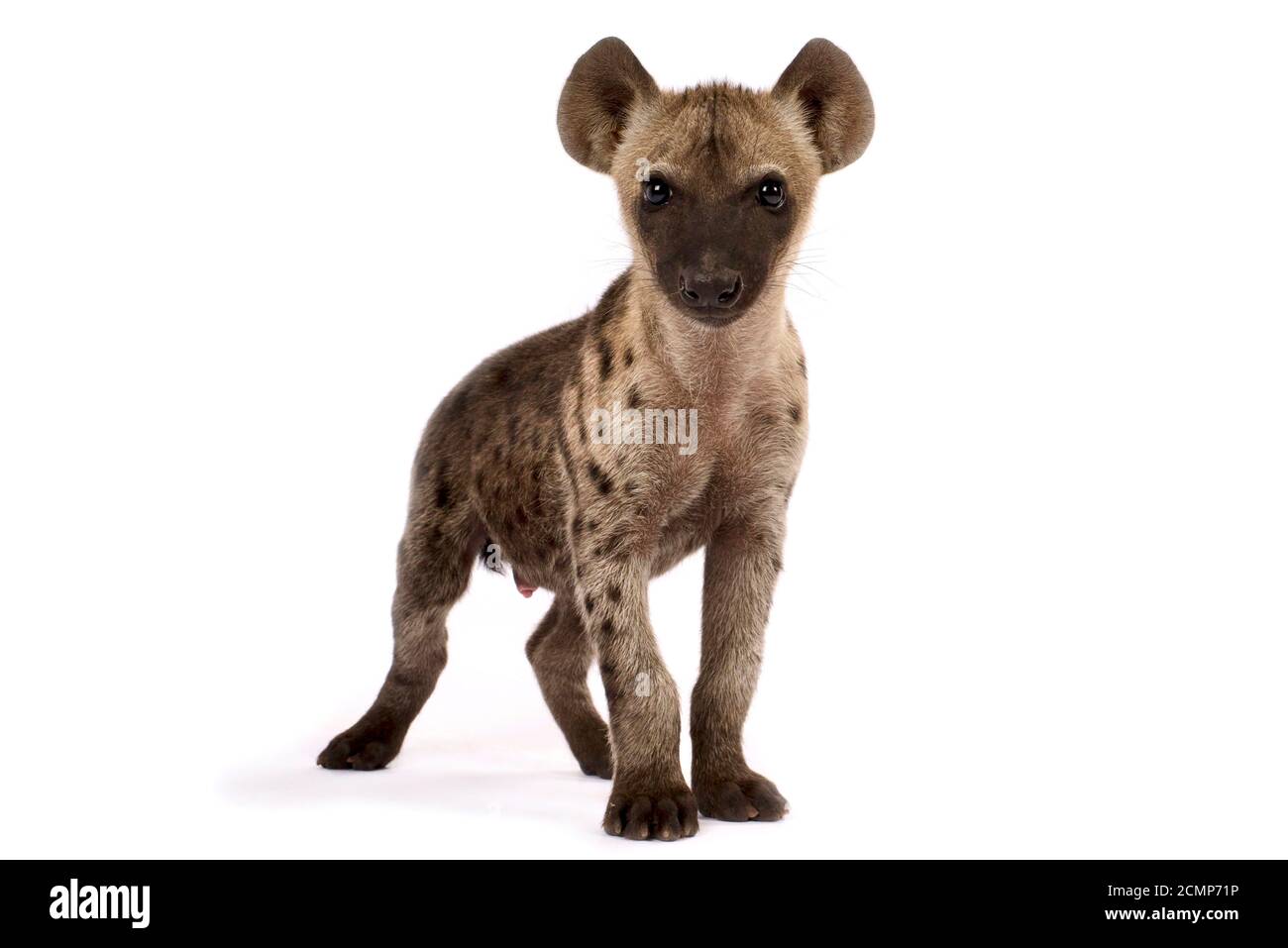 Young Spotted hyena (Crocuta crocuta) Stock Photo