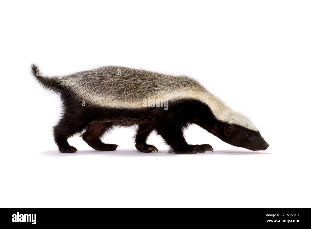 Honey badger hi-res stock photography and images - Alamy