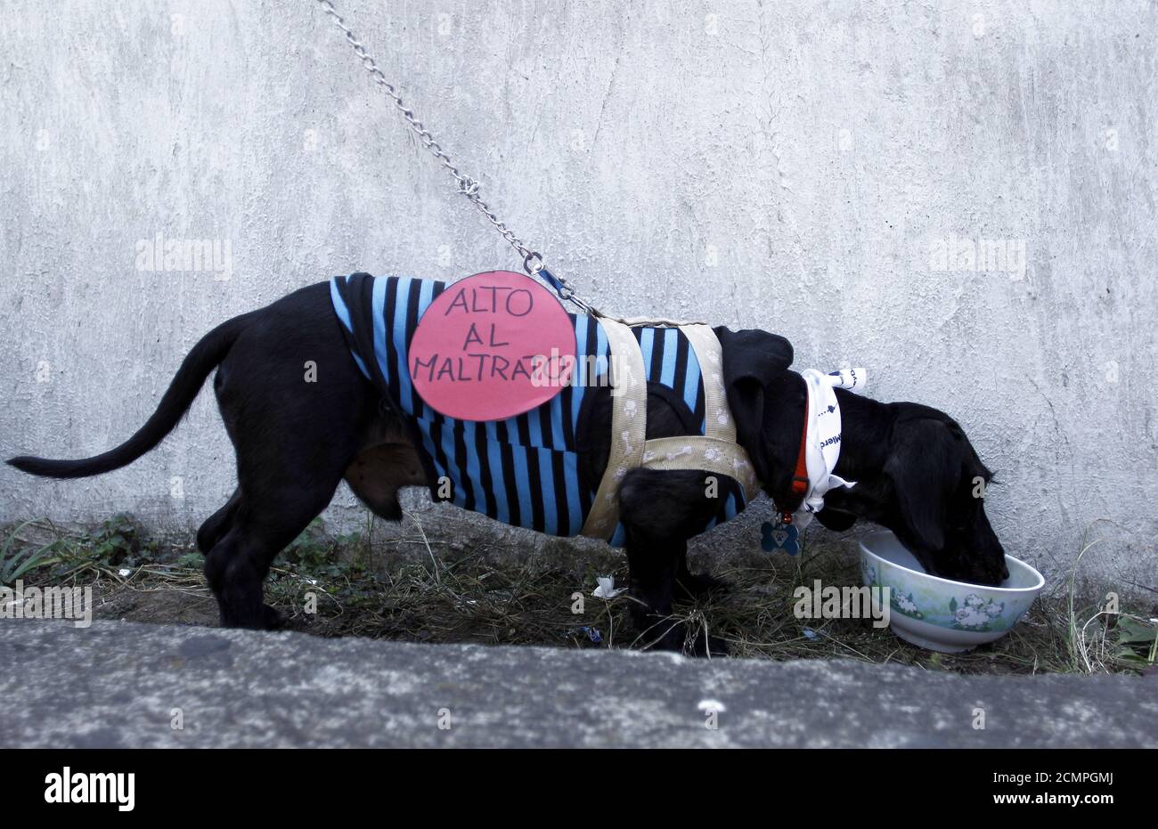 Animal Sticker High Resolution Stock Photography and Images Alamy