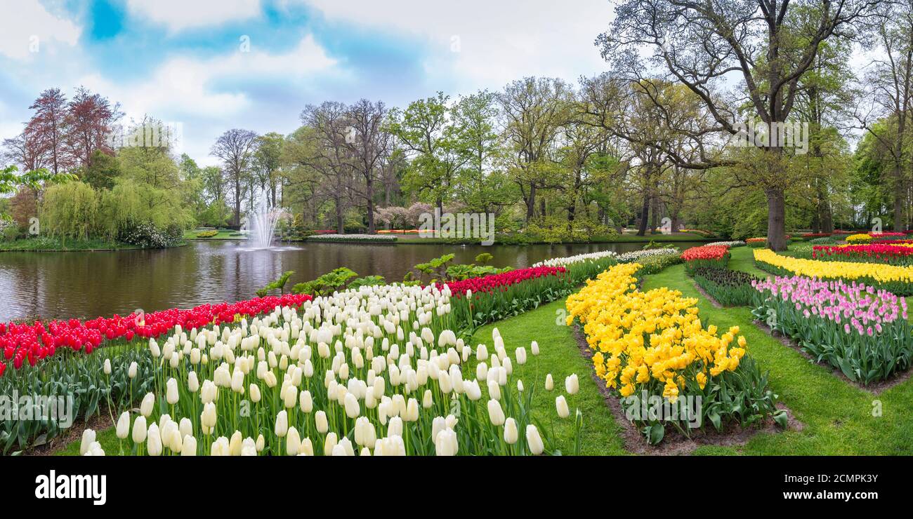 Tulip flower bulb field in the garden, Panorama spring season in Amsterdam Netherlands Stock Photo