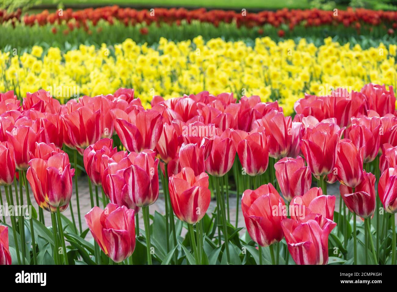 Tulip flower bulb field in the garden, Spring season in Amsterdam Netherlands Stock Photo