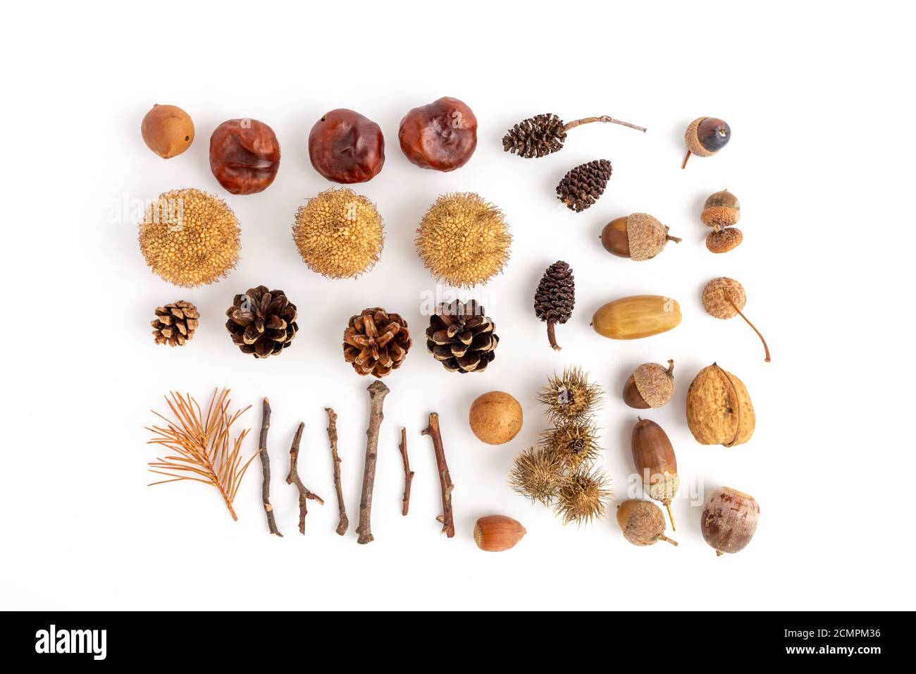 a set for children's crafts made from natural materials, acorns, chestnuts, cones and other forest materials, autumn flat lay Stock Photo