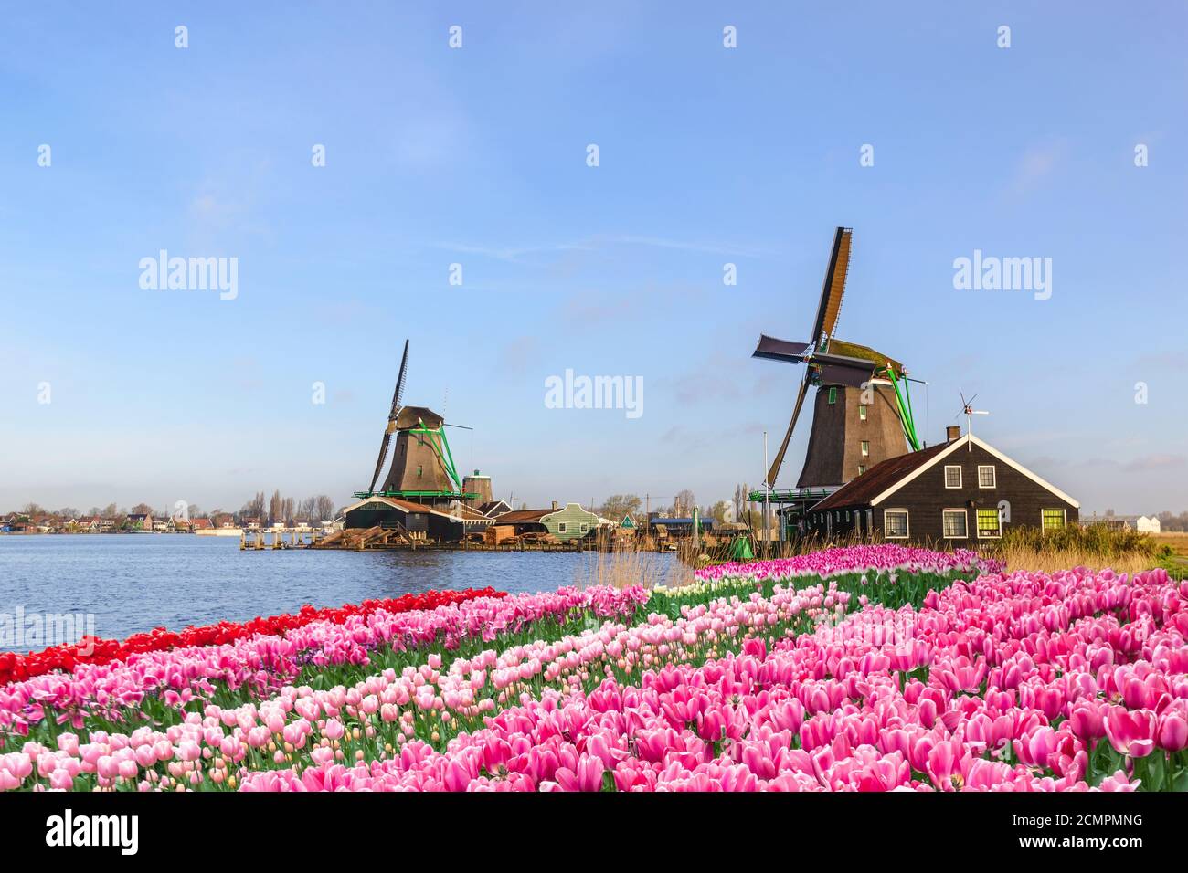 Netherlands windmill tulip hires stock photography and images Alamy