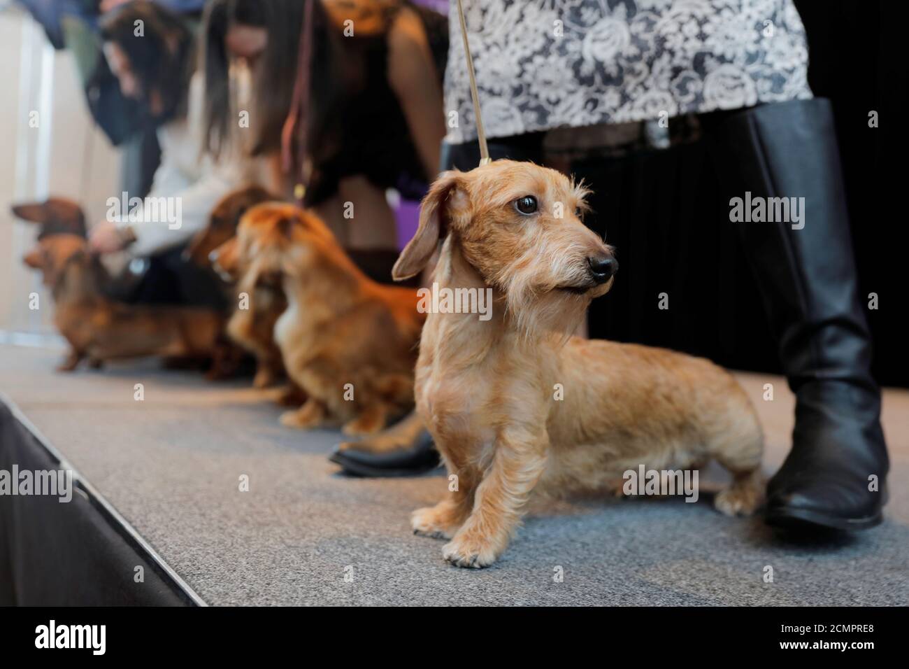 kennel club wire haired dachshund