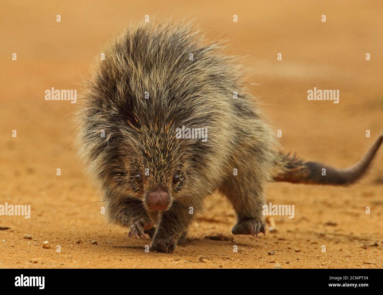 Coendu villosus hires stock photography and images Alamy