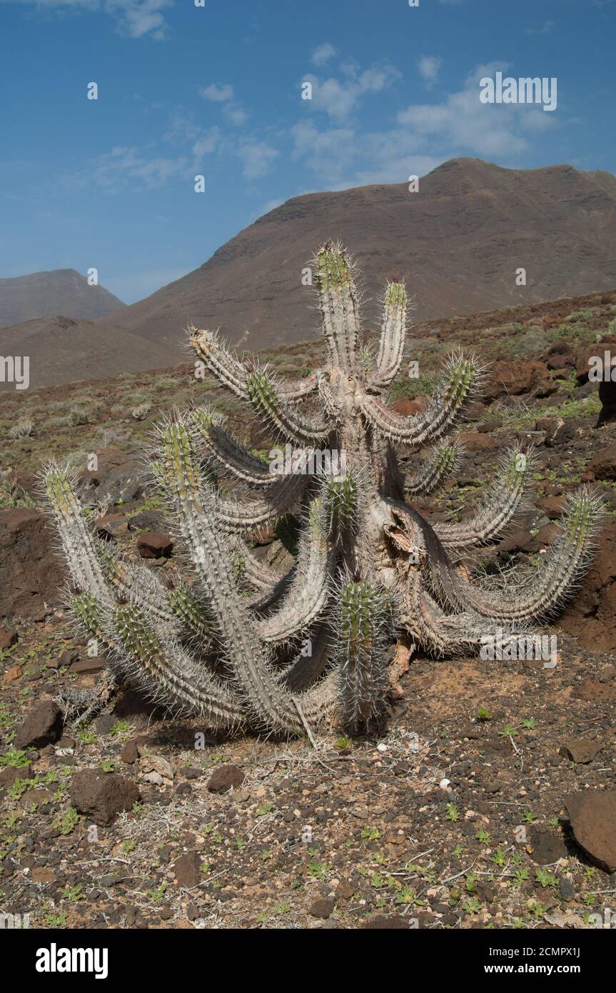 Plant Euphorbia handiensis in a desert landscape. Jandia. Fuerteventura. Canary Islands. Spain. Stock Photo