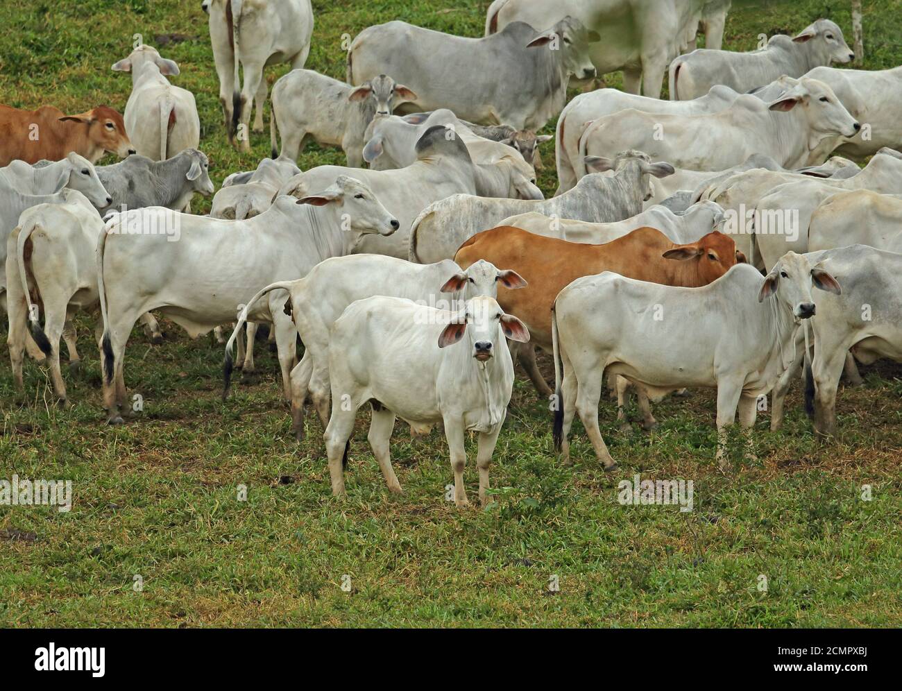 heard of Brahman cattle bullocks Atlantic Rainforest, Brazil July Stock
