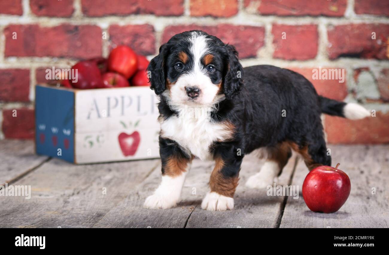 Mini apples hi-res stock photography and images - Alamy