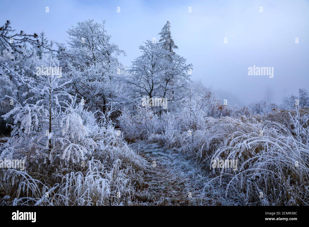 Trees in the forest covered by snow in winter Stock Photo - Alamy