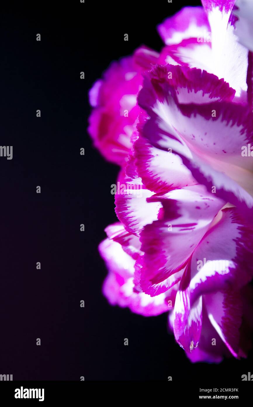 Carnation flower in white and pink color. Black background Stock Photo ...