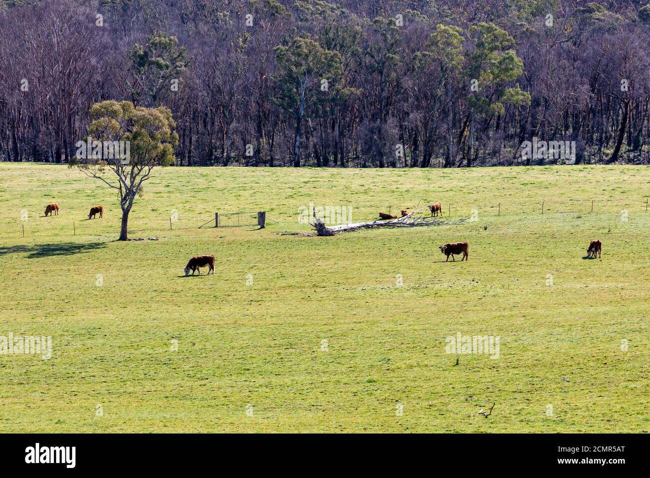 Cows grazing in a green field in The Blue Mountains in New South Wales ...