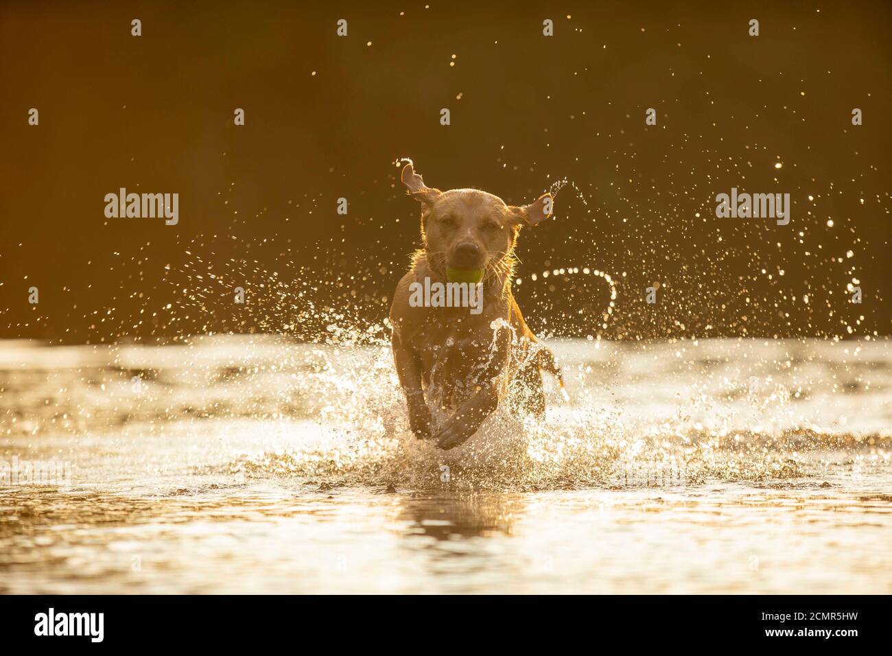 Cardiff, Wales, UK. 17th Sep, 2020. Talisker the labrador cools off in a Cardiff river at the end of a warm mid September day as much of the UK continues to experience unseasonably high temperatures. Credit: Mark Hawkins/Alamy Live News Stock Photo